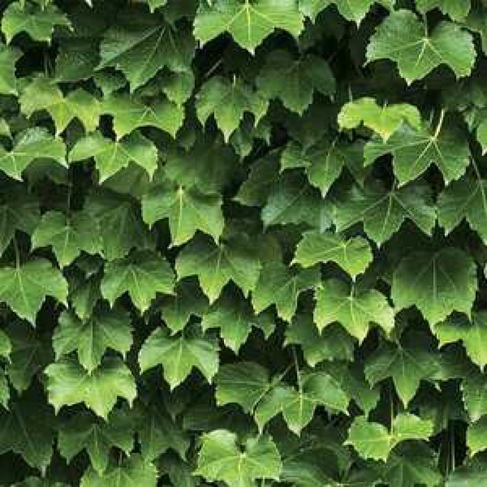 Обои Shinhan Wallcoverings Natural 2 88422-1