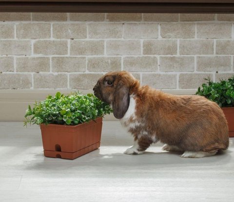 Клеевой виниловый пол Wonderful Broadway DB162L-20 Дуб белёный