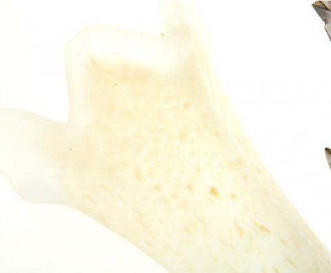 Бра MM Lampadari Edera 6577/A2 V2387 XP