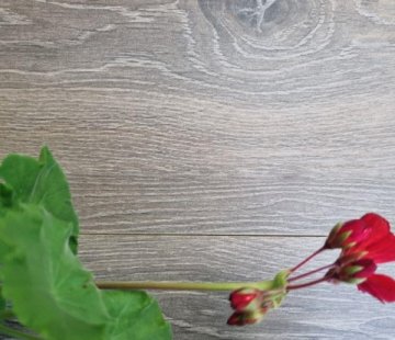 Ламинат Alloc Original 04461 Дуб Элегант светло-серый