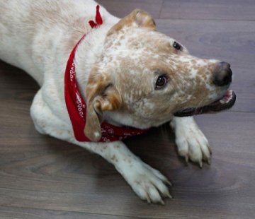 Ламинат Alloc Original 08530 Дуб Манхэттен