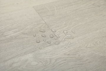 Дуб Виллем/Oak Willem