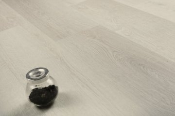 Дуб Виллем/Oak Willem