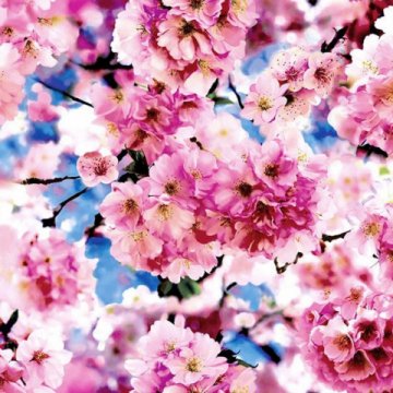 Обои Erismann RU Trend 3 6142-5