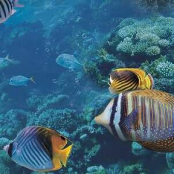 Обои Shinhan Wallcoverings Natural 2 88424-1