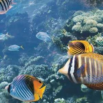 Обои Shinhan Wallcoverings Natural 2 88424-2