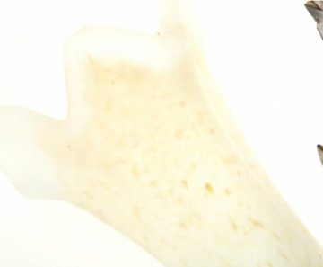 Бра MM Lampadari Edera 6577/A2 V2387 XP